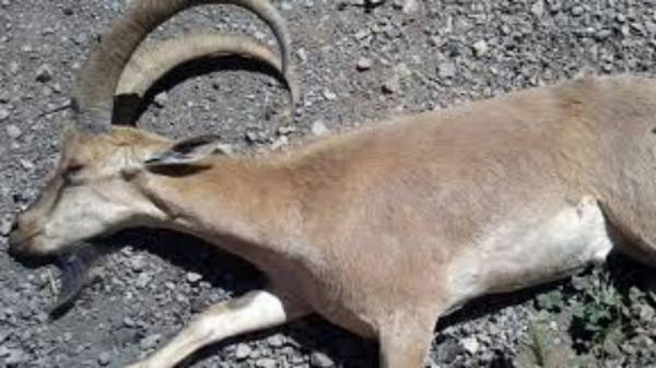 بیماری طاعون نشخوارکنندگان برای انسان خطرناک است؟ بیماری طاعون نشخوارکنندگان برای انسان خطرناک است؟