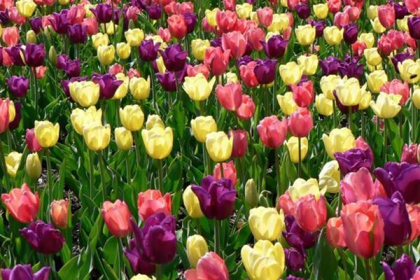 20 مکان جادویی برای بازدید از گل های بهاری