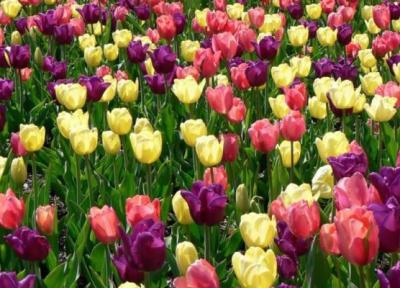 20 مکان جادویی برای بازدید از گل های بهاری