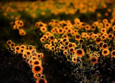 سوغات خوی چیست؟