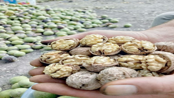 افزایش هزار تنی برداشت گردو در استان سمنان